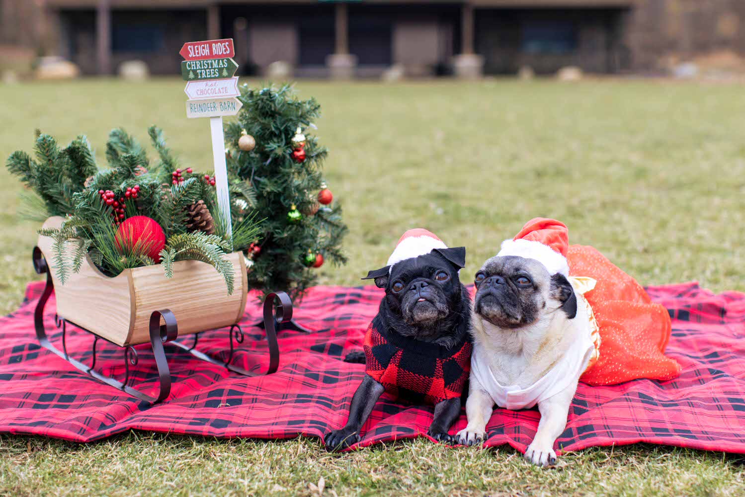 family-christmas-photos (6)